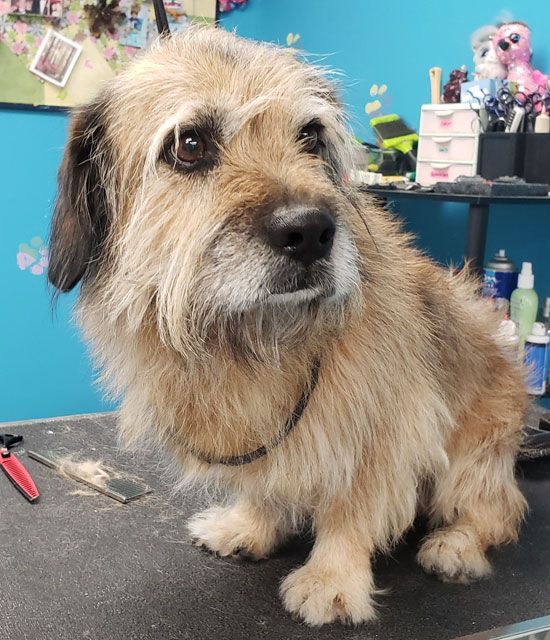 A small dog is sitting on a table looking at the camera