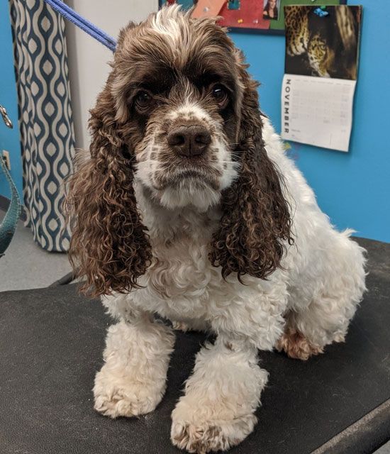 A brown and white cocker spaniel is sitting on a table