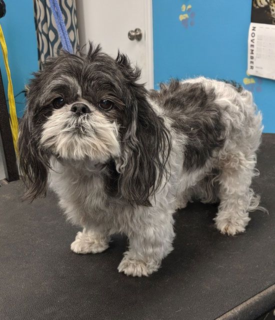 A small black and white dog standing on a grooming table