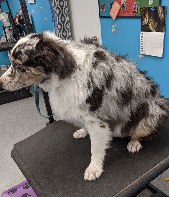 A black and white dog is sitting on a grooming table