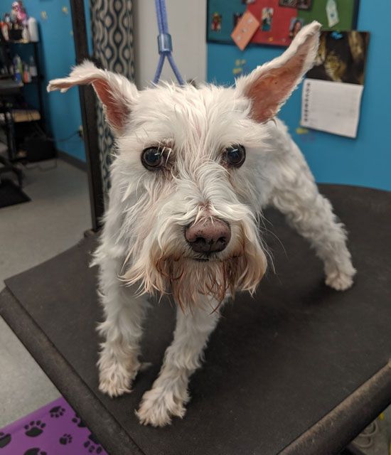 A small white dog with a beard is standing on a grooming table.