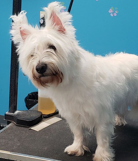 A small white dog is standing on a grooming table