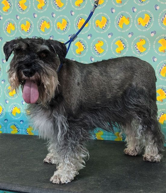 A small dog is standing on a table with its tongue hanging out