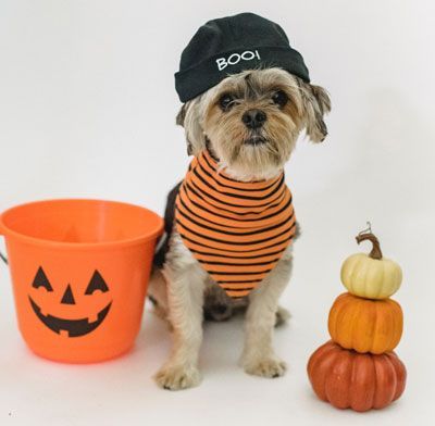 A small dog wearing a hat that says boo on it