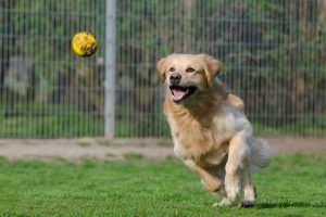 A dog is running to catch a ball in a field.