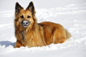 A brown dog is laying in the snow and looking at the camera.