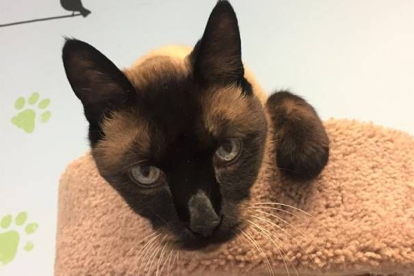 A siamese cat is laying on top of a cat tree.