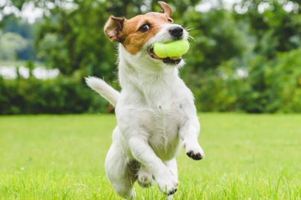 A dog is running with a tennis ball in its mouth.