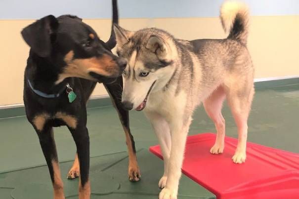 Two dogs are standing next to each other on a red mat.
