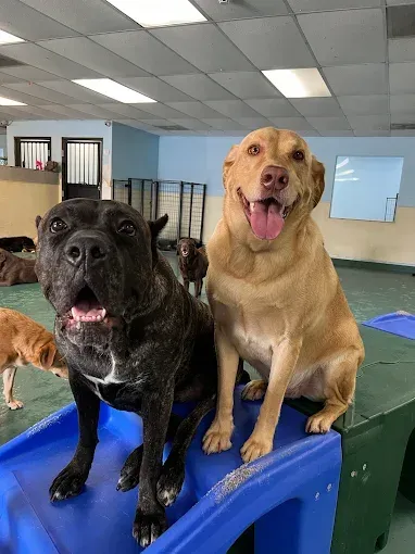 Two dogs are sitting on top of a blue box in a room.