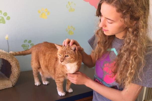 A girl is petting an orange cat on a table.