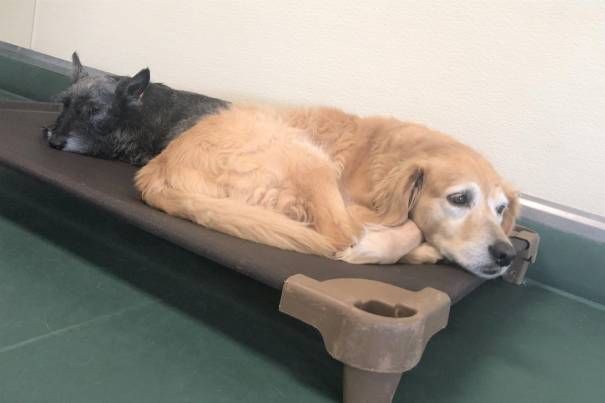 Two dogs are laying on a bed in a room.