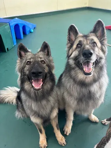 Two dogs are sitting next to each other on a green floor and smiling.