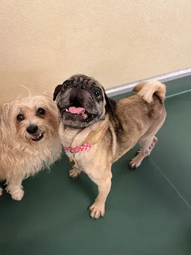 A pug and a small dog are standing next to each other on a green floor.