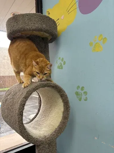 An orange cat is sitting on top of a cat tree.