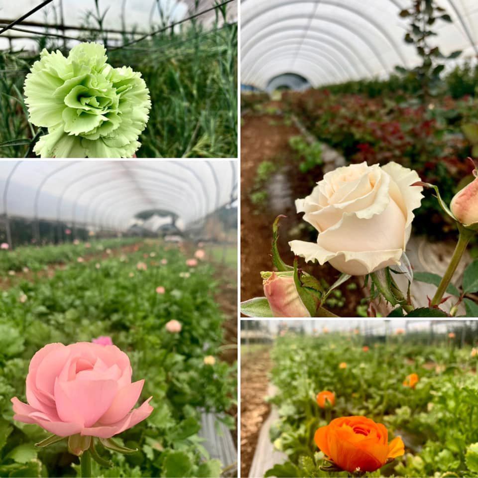 A Collage of Photos of Flowers in a Greenhouse — TGT Pty Ltd in Mareeba, QLD