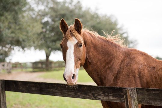 Equine