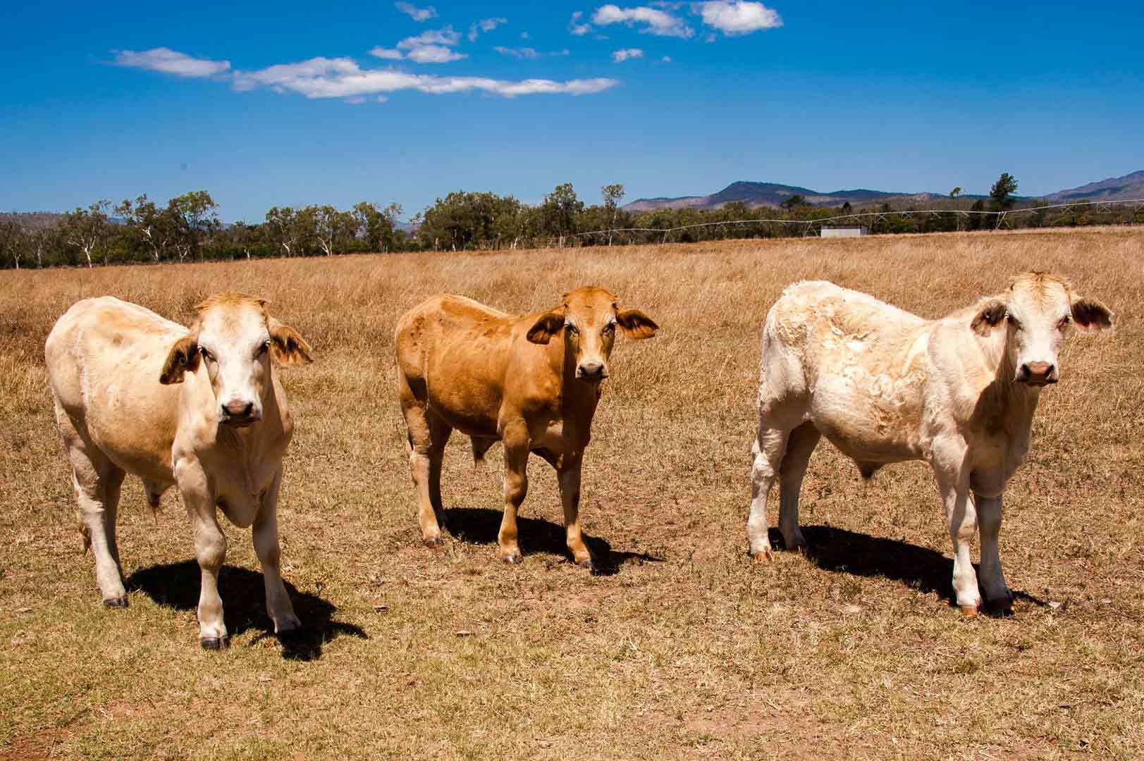 Three Cows Are Standing in a Field on a Sunny Day — TGT Pty Ltd in Mareeba, QLD