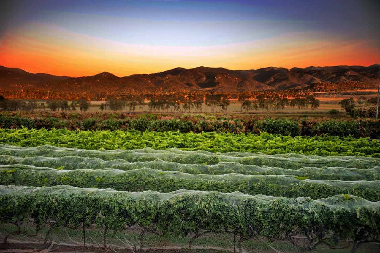 A Sunset Over A Vineyard With Mountains In The Background — TGT Pty Ltd in Mareeba, QLD