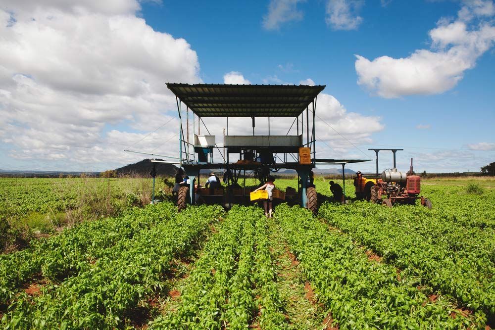 A Group Of People Are Working In A Field With A Tractor — TGT Pty Ltd in Mareeba, QLD