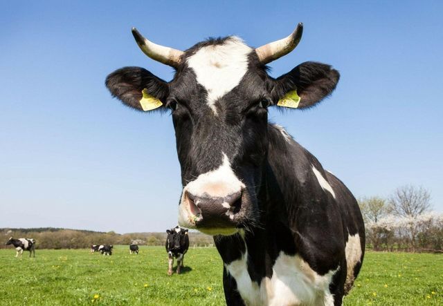Dairy