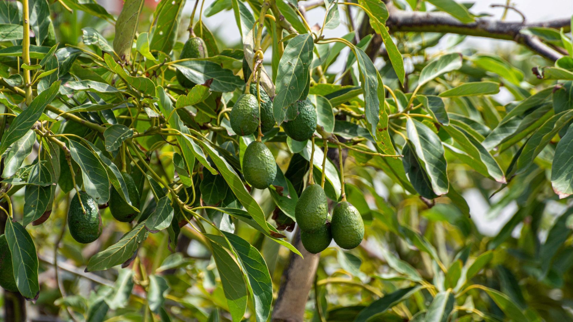 Avocados Growing On A Tree — TGT Pty Ltd in Mareeba, QLD