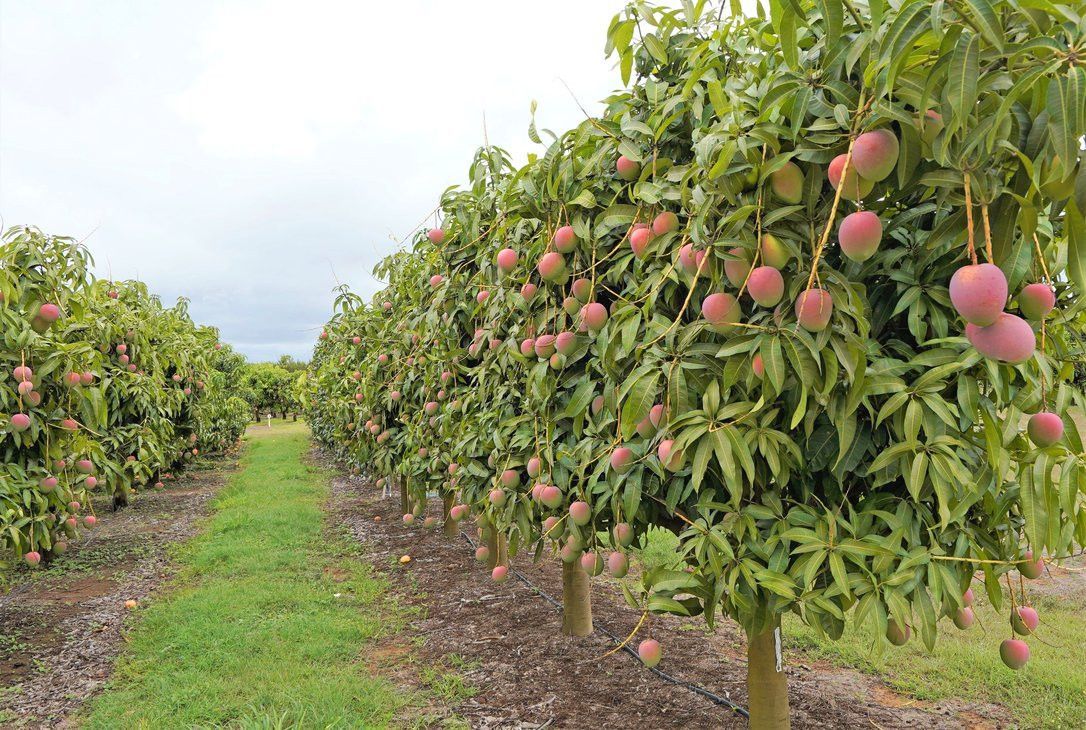 Close Up Of Mangos On A Tree — TGT Pty Ltd in Mareeba, QLD