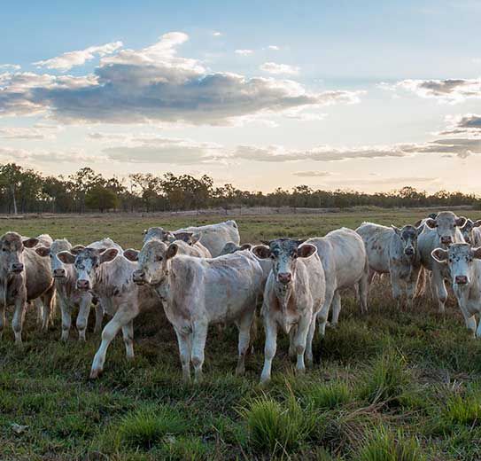 A Herd of Cows Are Standing in a Grassy Field — TGT Pty Ltd in Mareeba, QLD
