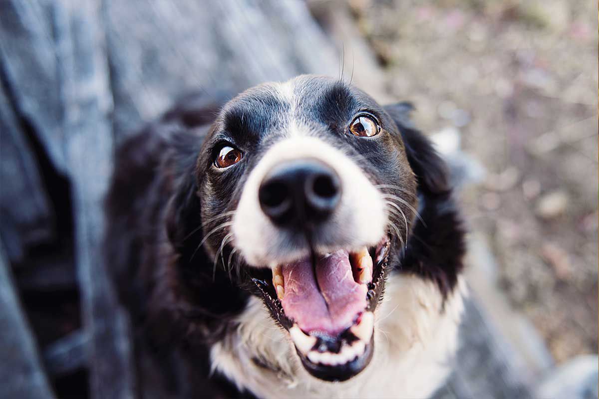 A Close Up of a Black and White Dog With Its Tongue Out — TGT Pty Ltd in Mareeba, QLD