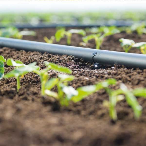 A Close Up Of A Drip Irrigation System In A Field Of Plants — TGT Pty Ltd in Mareeba, QLD
