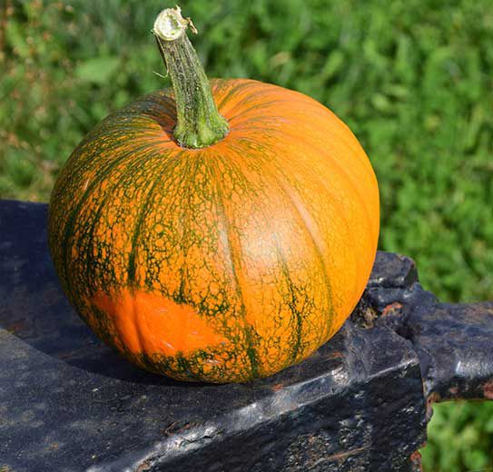 A Pumpkin With a Green Stem is Sitting on a Bench — TGT Pty Ltd in Mareeba, QLD
