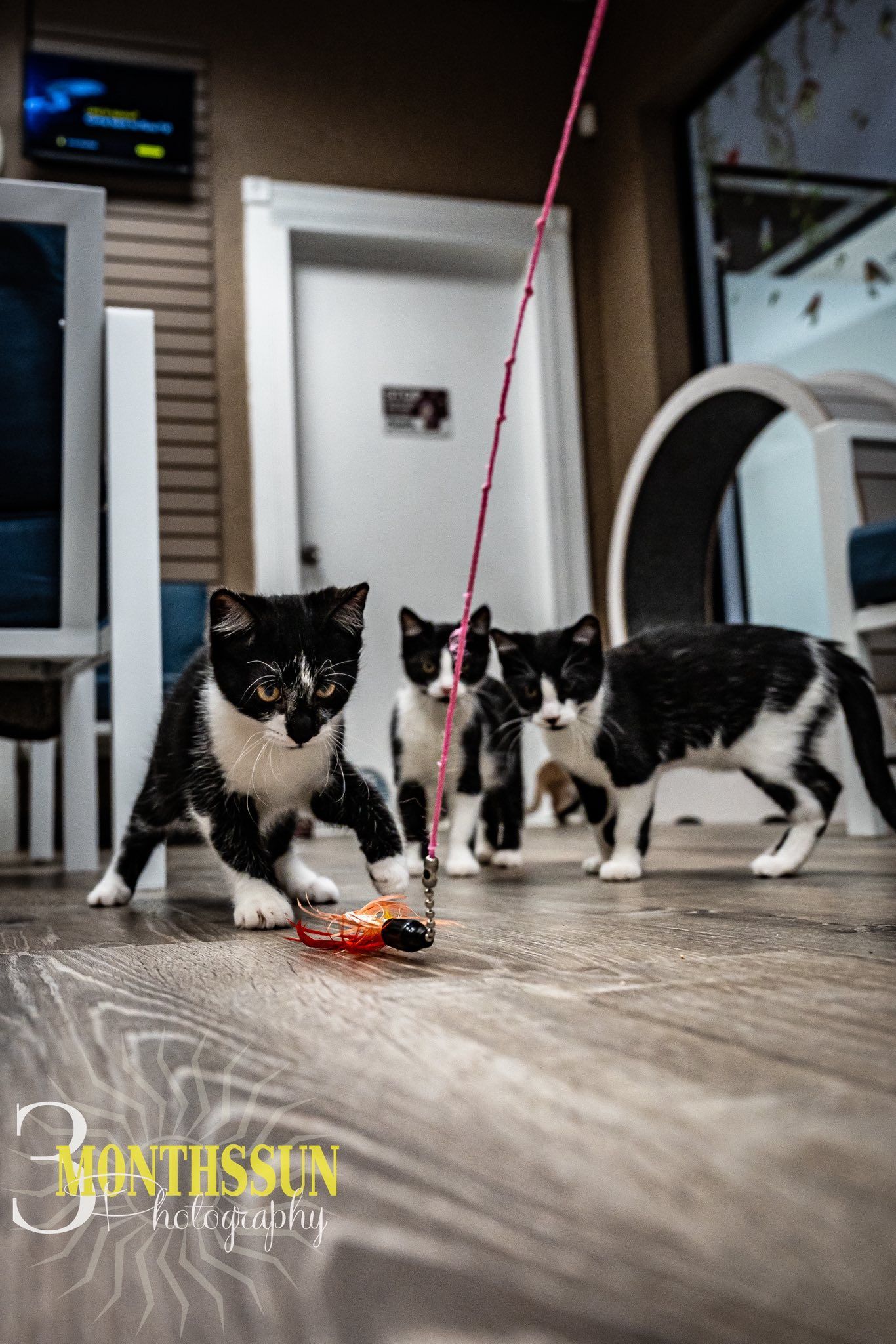 Three black and white kittens playing with a red toy on a wood floor.