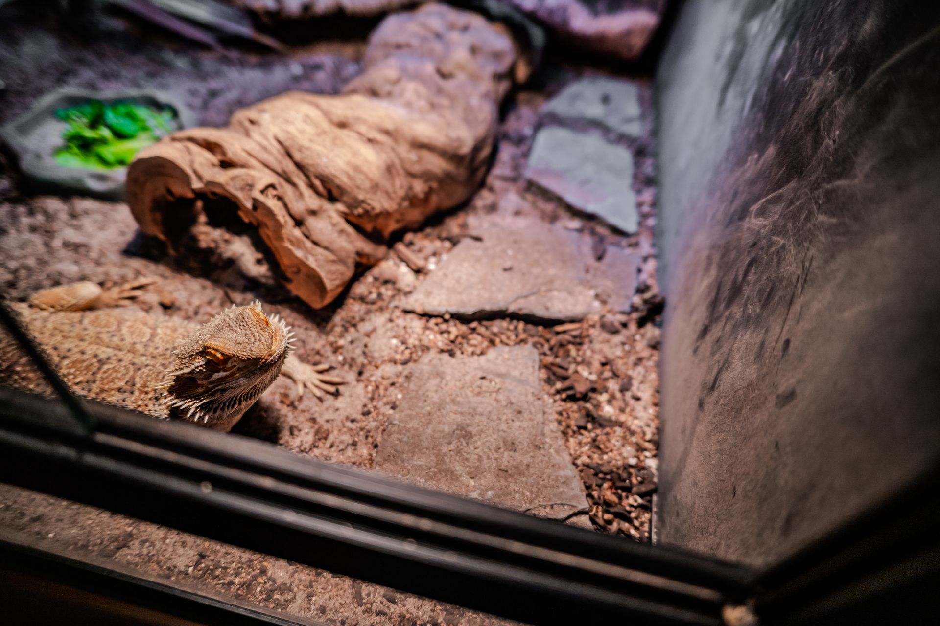 Bearded dragon in terrarium with wood log and rocks.