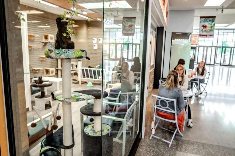 People seated outside a cat café, looking through glass at the cat play area.