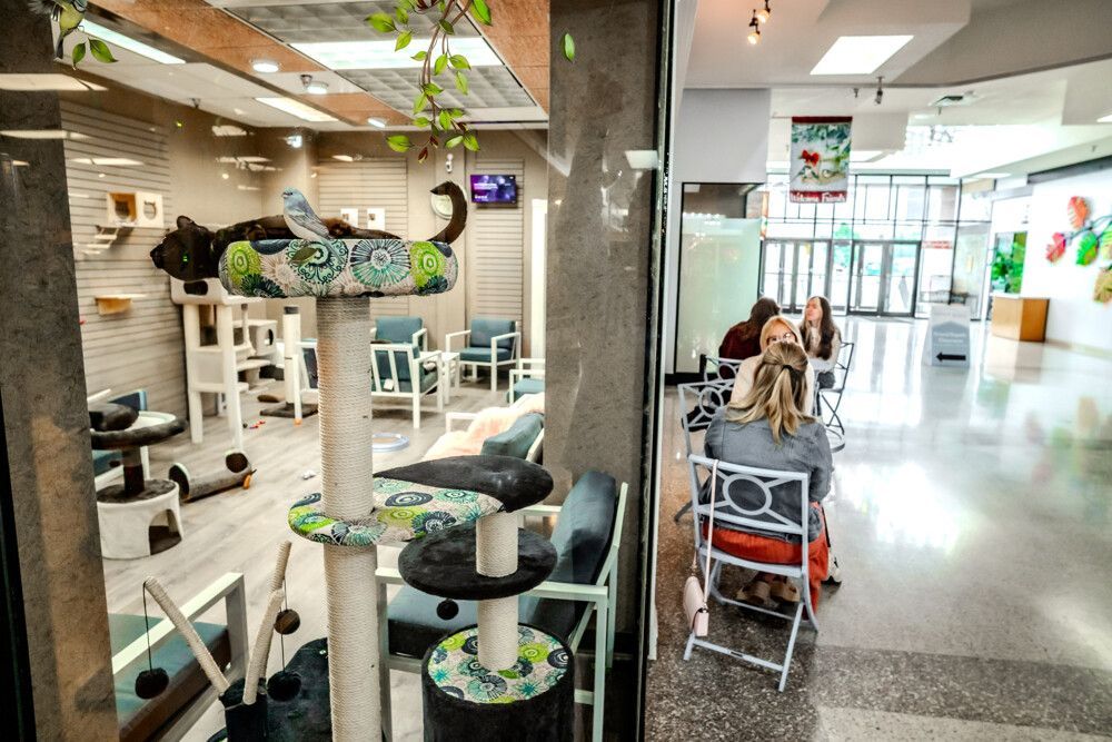 A cat cafe with cats playing on cat trees. Customers sit at tables.