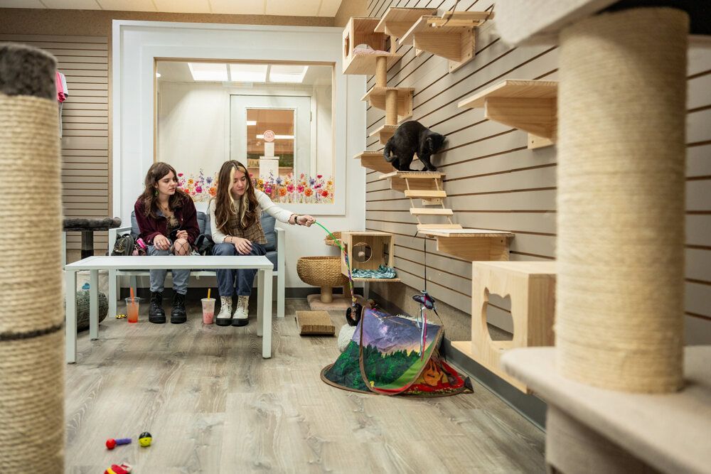 Two women in a cat café. One pets a cat on a wall-mounted structure; the other smiles. Room with cat furniture.