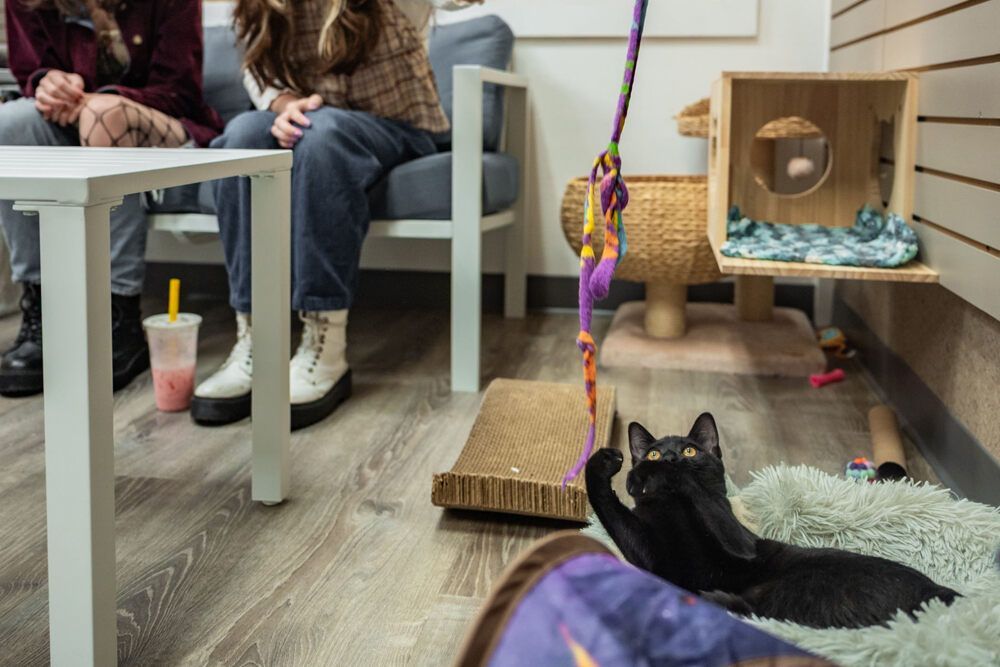 Black cat plays with a toy in a cat cafe, with people sitting nearby.