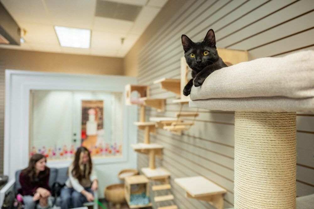 Black cat on a cat tree in a room, watching two women seated near a doorway.