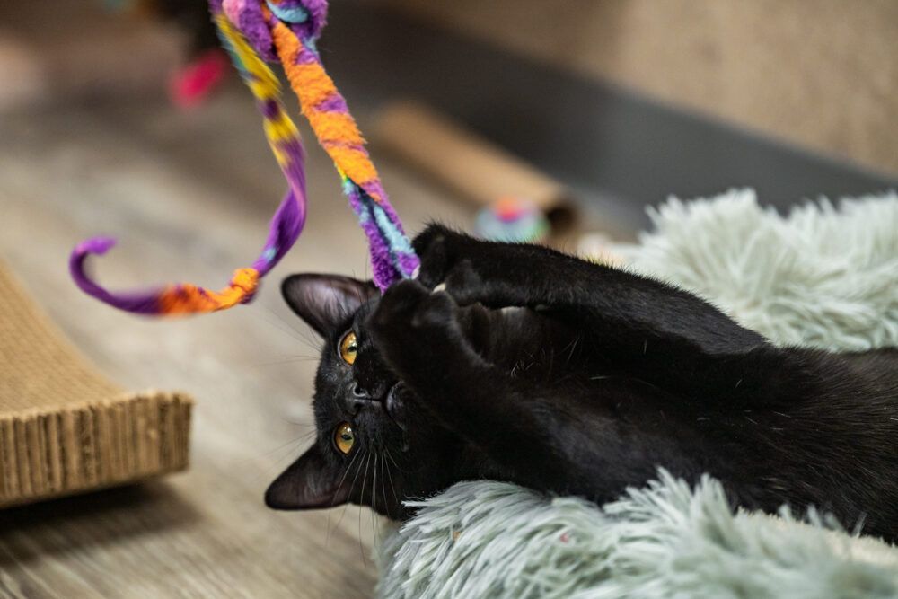 Black cat lying on back, playing with a colorful toy, yellow eyes, gray bed.