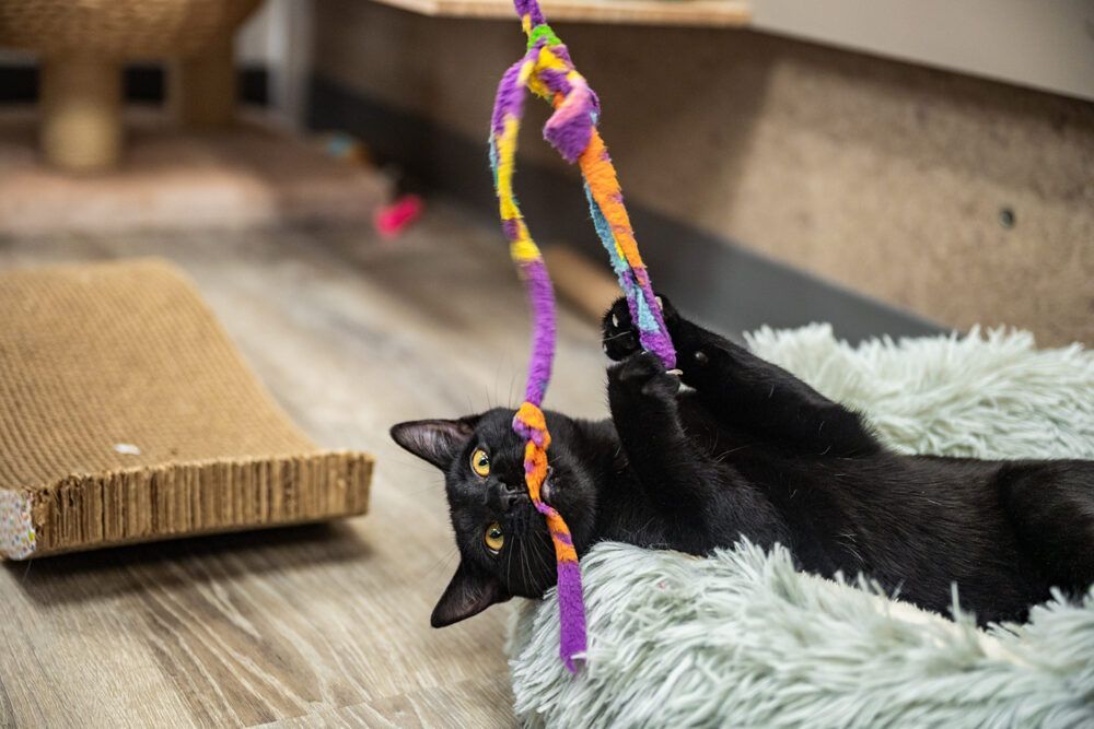 Black cat plays with a colorful toy in a fluffy bed.
