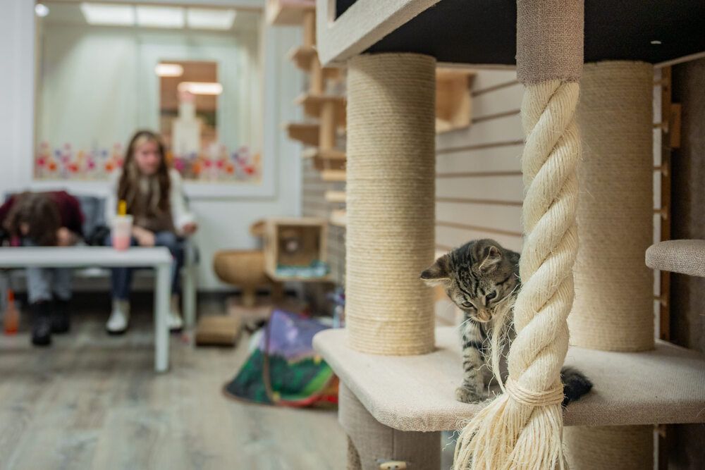 Tabby cat on a cat tree, looking down. People in background seated at a table in a cat cafe.