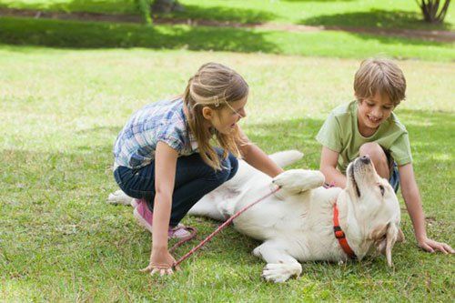 dog and cat allergies - Pet Allergy in Tampa, FL
