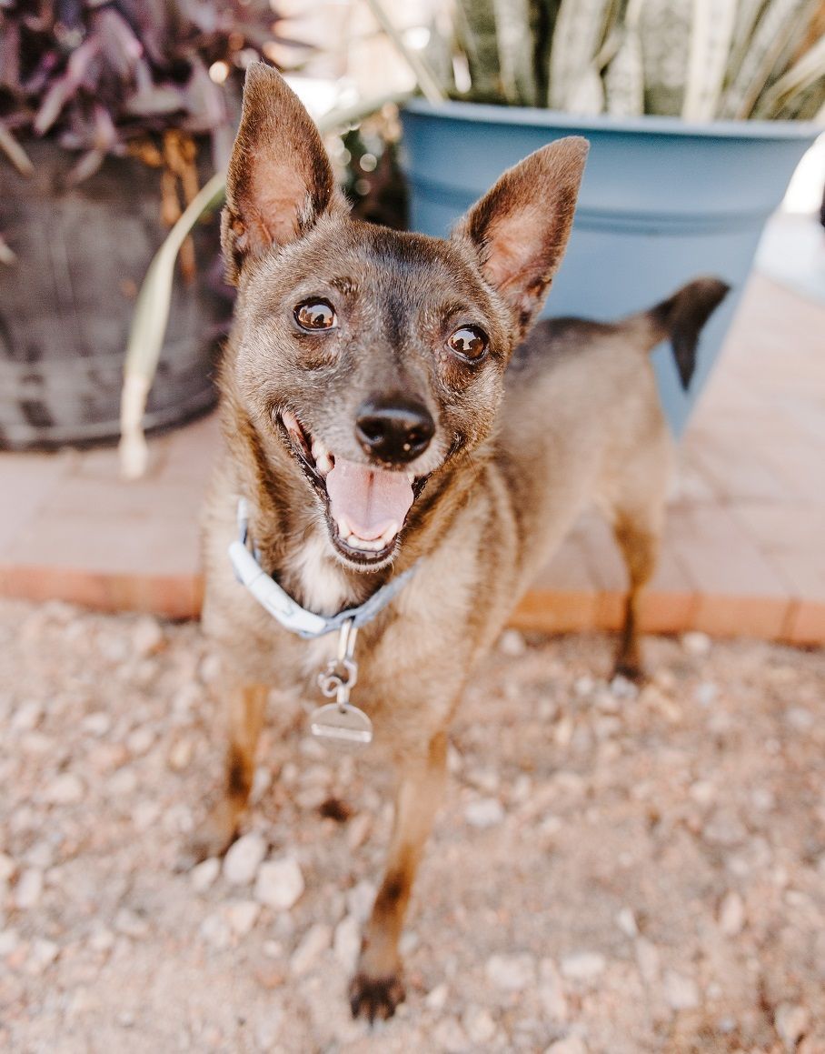 Picture of Julie Jones's dog