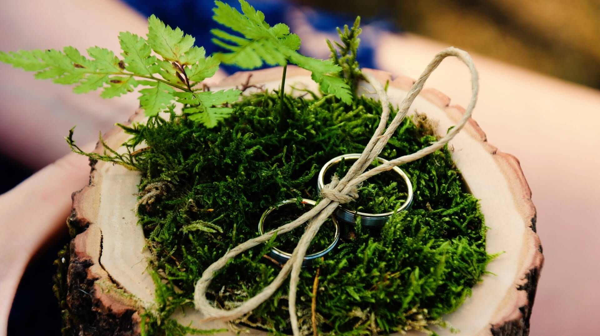Simple but elegant wedding rings in a pot of greenery as a symbol of an eco-friendly wedding