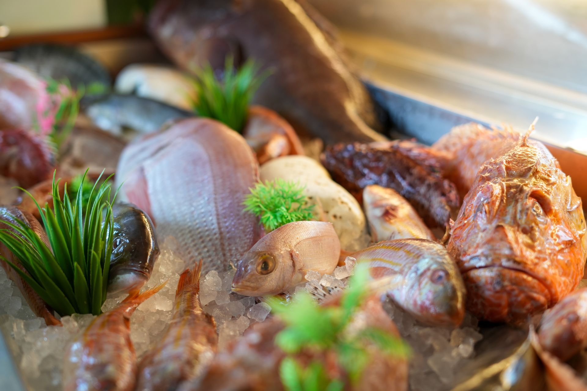 Esposizione di frutti di mare freschi su ghiaccio, vari colori e dimensioni, primo piano.