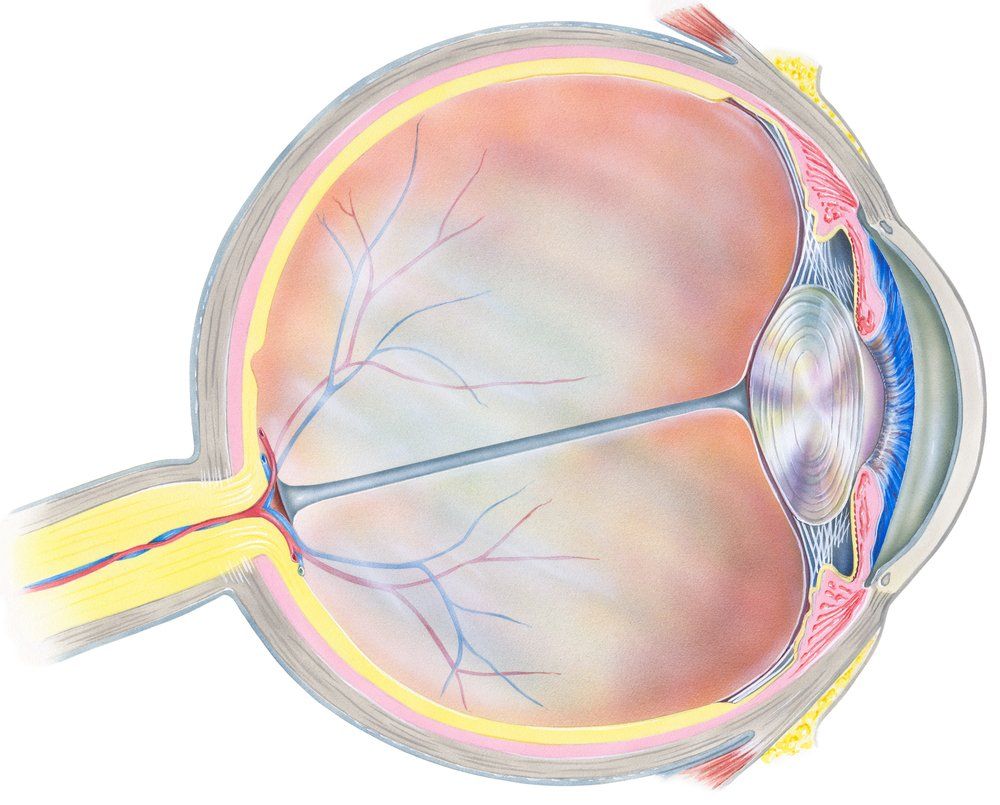 MACULAR DEGENERATION