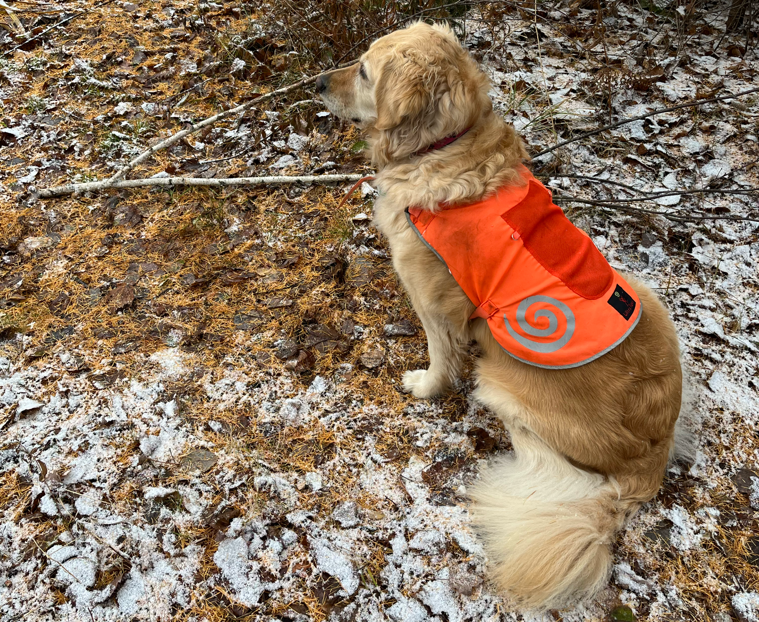 Golden retriever dog wearing an orange vest, sitting in snow-covered forest, looking to the side.