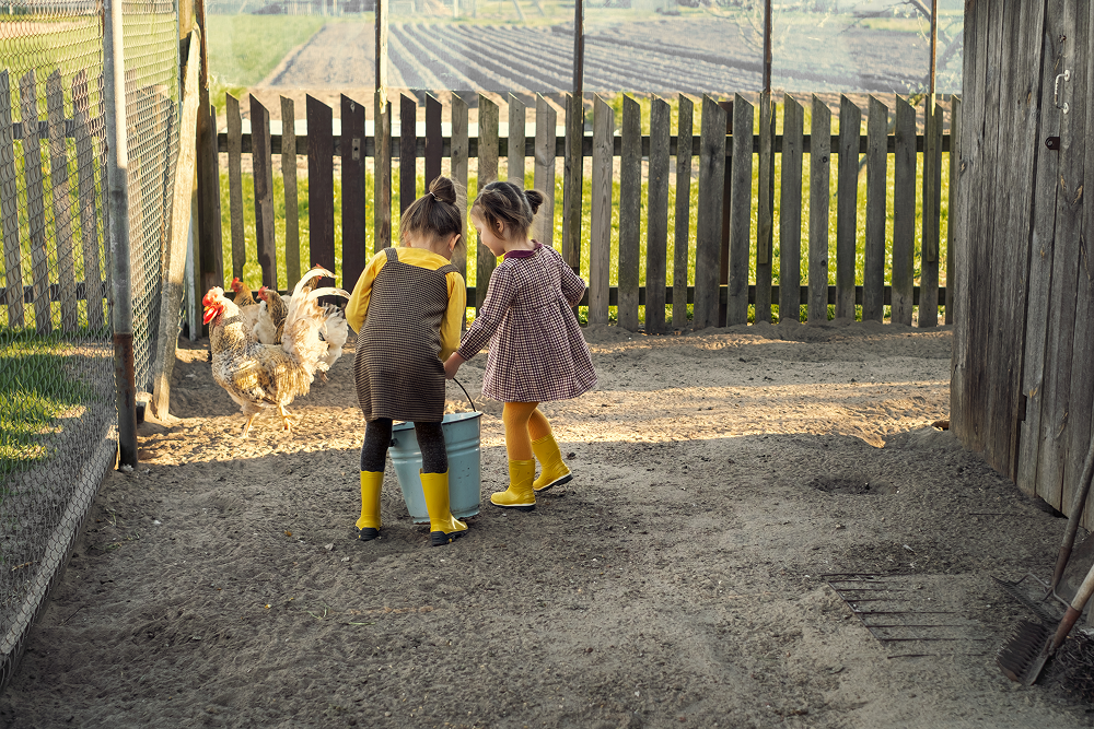 Two children in dresses and yellow boots hold a bucket, looking at chickens near a wooden fence.