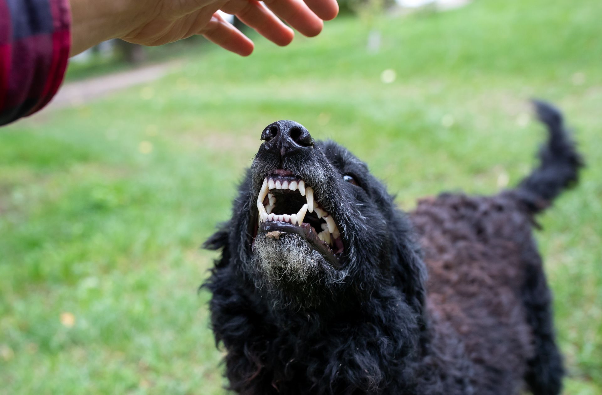 A black dog is barking at a person 's hand.