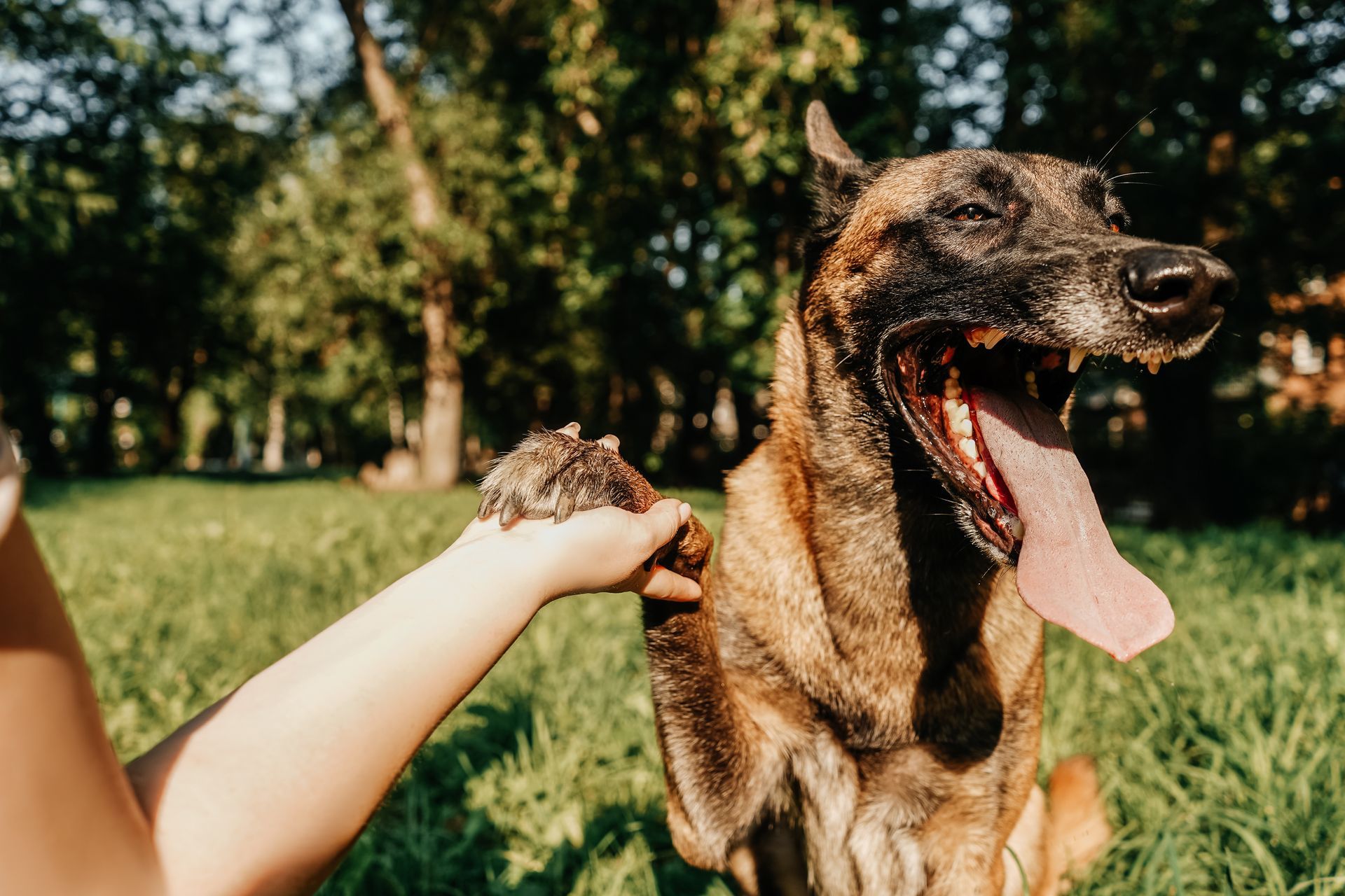 Dog with mouth open, panting, paw held up.  Human hand holds the dog's paw.  Green grass and trees.